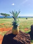 Delicious Sugarloaf Pineapple & a Kauai Chicken